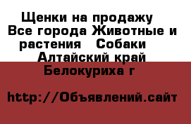 Щенки на продажу - Все города Животные и растения » Собаки   . Алтайский край,Белокуриха г.